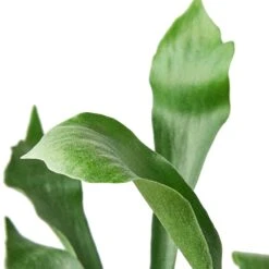 Staghorn Fern -Green Thumb Nursery 06686655 a947 53c9 ae27 20505abb0e5c fa70166f ad4f 459e b010 ab21a745a588