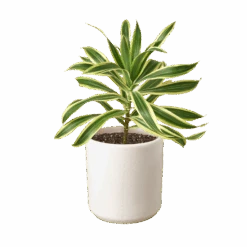 Dracaena ‘Song Of India’ -Green Thumb Nursery 0721c843 5051 5875 af27 56e755e92097 38cd36ea d564 4ff4 8cb4 a13c19b3c4b7