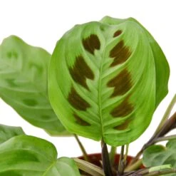Maranta ‘Leuconeura’ – 4″ Pot – NURSERY POT ONLY