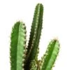 Fairy Castle Cactus -Green Thumb Nursery 0c3c5493 3a53 5dc1 bbbf b846e0a8fed0