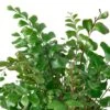 Mahogany Fern -Green Thumb Nursery 0d29282b 0569 5c86 aa7a 9020f044aa0f