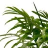 Parlor Palm -Green Thumb Nursery 0e9ffdc7 209d 5002 9fd0 6eee2e575cde