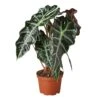 Alocasia Polly ‘African Mask’ – 4″ Pot – NURSERY POT ONLY -Green Thumb Nursery 1 Alocasia AfricanMask 6 1d1994cc a63a 4bc1 a77a 50a714943a7d