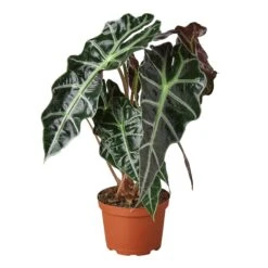 Alocasia Polly ‘African Mask’ – 6″ Pot – NURSERY POT ONLY