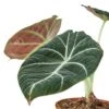 Alocasia Reginula ‘Black Velvet’ – 4″ Pot – NURSERY POT ONLY -Green Thumb Nursery 1 Alocasia Black Velvet 4 DETAIL 9e5aee34 67b5 4f1a 80c5 5b4ef9c32f6f