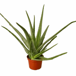 Aloe Vera – 6″ Pot – NURSERY POT ONLY