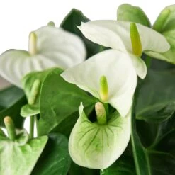 Anthurium ‘White’ -Green Thumb Nursery 1 Anthurium White 6 DETAIL