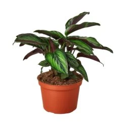 Calathea ‘Beauty Star’ -Green Thumb Nursery 1 Calathea BeautyStar 6