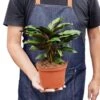Calathea ‘Beauty Star’ – 6″ Pot – NURSERY POT ONLY -Green Thumb Nursery 1 Calathea BeautyStar 6 HOLD 89803643 02d7 40f3 a895 3b2cd81a87f7