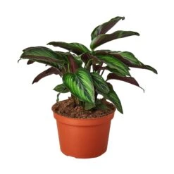 Calathea ‘Beauty Star’ – 4″ Pot – NURSERY POT ONLY -Green Thumb Nursery 1 Calathea BeautyStar 6 dc2e34df b852 4252 8a02 e389e5de2d18