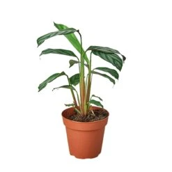 Calathea ‘Grey Star’ -Green Thumb Nursery 1 Calathea GreyStar 4