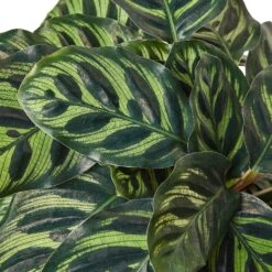 Calathea ‘Makoyana’ -Green Thumb Nursery 1 Calathea Makoyana 6 DETAIL