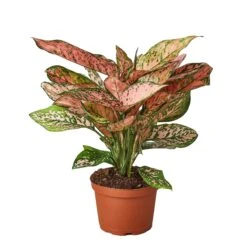 Chinese Evergreen ‘Lady Valentine’ – 4″ Pot – NURSERY POT ONLY -Green Thumb Nursery 1 ChineseEvergreen LadyVal 6 d1ad702b 3872 48be 9d1f 9a18f212b724
