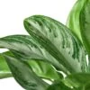 Chinese Evergreen ‘Silver Bay’ – 6″ Pot – NURSERY POT ONLY