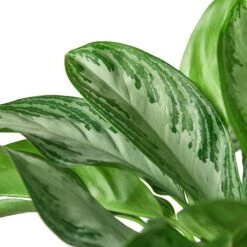 Chinese Evergreen ‘Silver Bay’ – 4″ Pot – NURSERY POT ONLY -Green Thumb Nursery 1 ChineseEvergreen SilverBay 6 19DETAIL db55250b 5776 4dda 928a 0b839af05faa