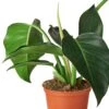 Philodendron ‘Congo Green’ -Green Thumb Nursery 1 CongoGreen DETAIL 6