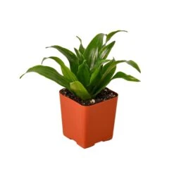Dracaena ‘Janet Craig’ -Green Thumb Nursery 1 Dracaena JanetCraig 2MAIN
