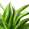 Dracaena Deremensis ‘Lemon Surprise’ – 6″ Pot – NURSERY POT ONLY -Green Thumb Nursery 1 Dracaena LemonLime 6 DETAIL 2598b03a 4e77 4275 b017 f8cb5bcb3c42