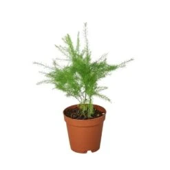 Fern ‘Asparagus’ -Green Thumb Nursery 1 Fern Asparagus 2