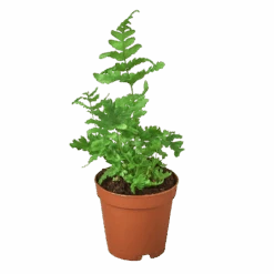 ‘Autumn’ Fern -Green Thumb Nursery 1 Fern Autumn 2 8affd636 9f17 4a03 bb8c bdeffb028267