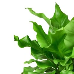 Bird’s Nest ‘Nidus’ Fern -Green Thumb Nursery 1 Fern Nidus 6 DETAIL