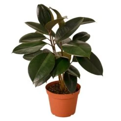 Ficus Elastica ‘Burgundy’ – 4″ Pot – NURSERY POT ONLY -Green Thumb Nursery 1 Ficus Burgundy 6MAIN 5b34c4e9 df5d 4e3d b4cd 3fb545dde217