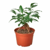 Ficus ‘Ginseng’ -Green Thumb Nursery 1 Ficus Ginseng 6 removebg preview