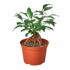 Ficus ‘Ginseng’