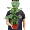 Ficus Lyrata ‘Fiddle Leaf Fig’ – 6″ Pot – NURSERY POT ONLY -Green Thumb Nursery 1 Ficus Lybata 6 HOLD f1fd79bc 4e0f 49ab b17e 14debe1b30ae