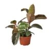 Ficus Elastica ‘Ruby Pink’ – 6″ Pot – NURSERY POT ONLY -Green Thumb Nursery 1 Ficus RubyPink 6 66e9221f 5935 4920 af5e e143a338e794
