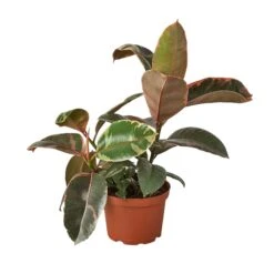 Ficus Elastica ‘Ruby Pink’ – 4″ Pot – NURSERY POT ONLY