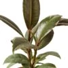 Ficus Elastica ‘Tineke’ – 4″ Pot – NURSERY POT ONLY -Green Thumb Nursery 1 Ficus Tineke 4DETAIL fd9b5f72 14a5 4924 85af c86e0454ddc2