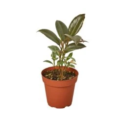 Ficus Elastica ‘Tineke’ – 4″ Pot – NURSERY POT ONLY -Green Thumb Nursery 1 Ficus Tineke 4MAIN 2ec671a0 65d9 46f4 90ff b9a322efba7e