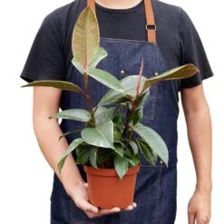 Ficus Elastica ‘Tineke’ – 6″ Pot – NURSERY POT ONLY -Green Thumb Nursery 1 Ficus Tineke 6 HOLD 4ce2bc5f 481f 4cf9 baf7 12475c8d2f24