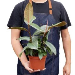 Ficus Elastica ‘Tineke’ – 4″ Pot – NURSERY POT ONLY -Green Thumb Nursery 1 Ficus Tineke 6 HOLD 97457194 3147 48fa a634 98cd823ce97e
