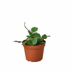 Hoya Carnosa ‘Chelsea’ – 4″ Pot – NURSERY POT ONLY