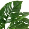 Monstera Adansonii ‘Swiss Cheese’ – 4″ Pot – NURSERY POT ONLY -Green Thumb Nursery 1 Monstera SwissCheese 4 DETAIL 00058096 ab87 49cc 9500 9c9e1a48bbac