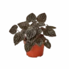 Peperomia ‘Ripple Red’ – 4″ Pot – NURSERY POT ONLY