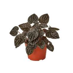 Peperomia ‘Ripple Red’ – 4″ Pot – NURSERY POT ONLY