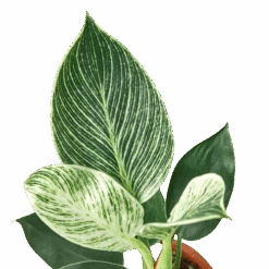 Philodendron ‘Birkin’ – 4″ Pot – NURSERY POT ONLY