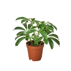 Schefflera Arboricola ‘Umbrella’ -Green Thumb Nursery 1 Schefflera Arboricola 2 c2346d3e 468c 45aa b580 e18771a033d3