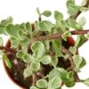 Succulent ‘Rainbow Elephant Bush’ -Green Thumb Nursery 1 Succulent Parthcalaria Elephant Bush Var DETAIL 4