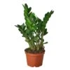 Zamioculcas Zamiifolia ZZ -Green Thumb Nursery 1 Zamioculcas Zamiifolia 6