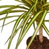 Dracaena Marginata ‘Sunshine’ -Green Thumb Nursery 107758ef f2a9 5ee6 aad8 3d33f48fd782