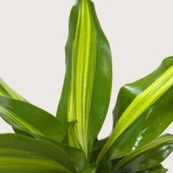 Dracaena Golden Heart