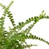Fern ‘Lemon Button’ -Green Thumb Nursery 157af3b7 a9b7 5ca1 a7ce 9eb58e3dfac8