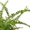 Fern ‘Lemon Button’ – 6″ Pot – NURSERY POT ONLY -Green Thumb Nursery 157af3b7 a9b7 5ca1 a7ce 9eb58e3dfac8 3a8ae919 2e01 4b9a 9693 a9830cac4fb9
