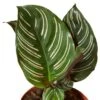Calathea ‘Ornata’ -Green Thumb Nursery 1a2fdea3 c96b 5264 97bd d74d2321e3bf