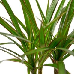 Dracaena Marginata Cane – 4″ Pot – NURSERY POT ONLY