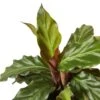 Calathea Rufibarba ‘Furry Feather’ -Green Thumb Nursery 2625937a b655 559e a66d 6215c861071f